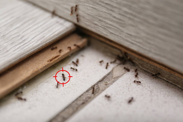 Best Pest Control for Businesses  in Ahuimanu, HI