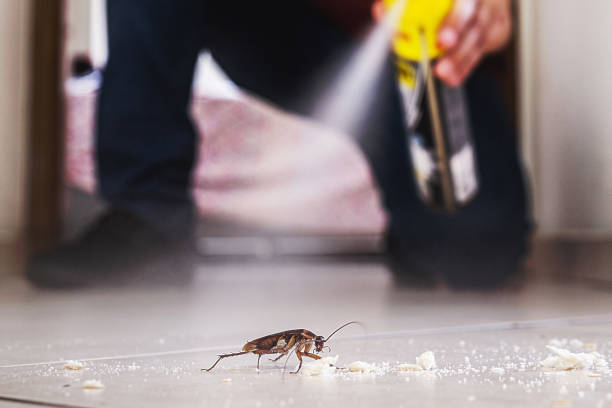 Best Termite Control Services  in Ahuimanu, HI